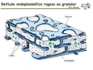 Lúmen
Hialoplasma
Retículo endoplasmático rugoso ou granular
Prof. Emanuel
 