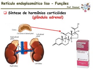  Síntese de hormônios corticóides
(glândula adrenal)
Retículo endoplasmático liso - Funções
Prof. Emanuel
 