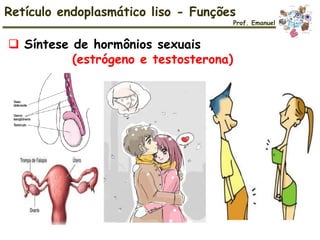 Retículo endoplasmático liso - Funções
 Síntese de hormônios sexuais
(estrógeno e testosterona)
Prof. Emanuel
 