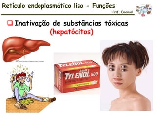  Inativação de substâncias tóxicas
(hepatócitos)
Retículo endoplasmático liso - Funções
Prof. Emanuel
 
