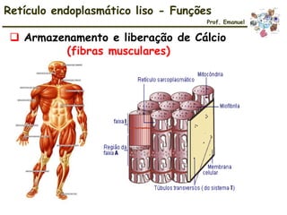  Armazenamento e liberação de Cálcio
(fibras musculares)
Retículo endoplasmático liso - Funções
Prof. Emanuel
 