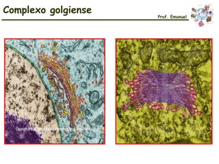 Complexo golgiense
Prof. Emanuel
 