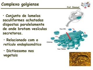 • Conjunto de lamelas
saculiformes achatadas
dispostas paralelamente
de onde brotam vesículas
secretoras.
• Relacionado com o
retículo endoplasmático
• Dictiossomo nos
vegetais
Complexo golgiense
Prof. Emanuel
Cisternas
Face CIS
Face TRANS
 