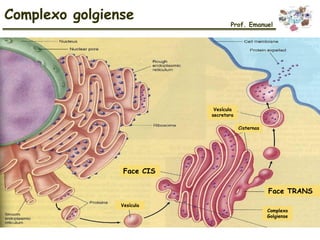 Complexo golgiense
Prof. Emanuel
Face CIS
Face TRANS
Vesícula
Cisternas
Vesícula
secretora
Complexo
Golgiense
 