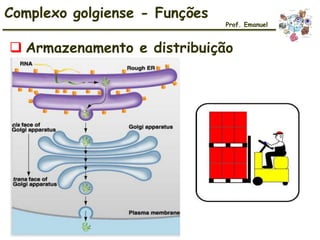  Armazenamento e distribuição
Complexo golgiense - Funções
Prof. Emanuel
 