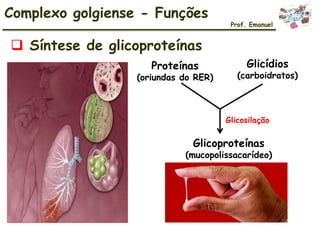  Síntese de glicoproteínas
Complexo golgiense - Funções
Prof. Emanuel
Proteínas
(oriundas do RER)
Glicídios
(carboidratos)
Glicoproteínas
(mucopolissacarídeo)
Glicosilação
 