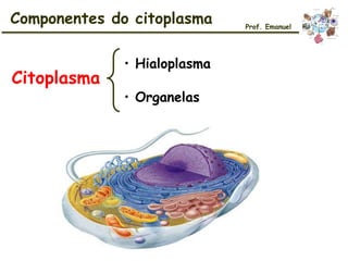 Citoplasma
• Organelas
• Hialoplasma
Componentes do citoplasma Prof. Emanuel
 
