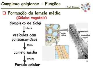 Complexo de Golgi
vesículas com
polissacarídeos
Lamela média
Parede celular
Libera
União
Origina
Complexo golgiense - Funções
 Formação da lamela média
(Células vegetais)
Prof. Emanuel
 