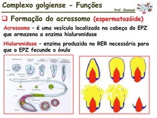 Acrossomo – é uma vesícula localizada na cabeça do EPZ
que armazena a enzima hialuronidase
Hialuronidase – enzima produzida no RER necessária para
que o EPZ fecunde o óvulo
Complexo golgiense - Funções
 Formação do acrossomo (espermatozóide)
Prof. Emanuel
 