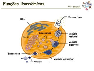 Funções lisossômicas
Prof. Emanuel
RER
Endocitose
Vacúolo alimentar
Vacúolo
digestivo
Vacúolo
residual
Clasmocitose
Alimentos
Lisossomos
 
