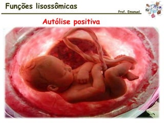 Funções lisossômicas
Prof. Emanuel
Autólise positiva
 