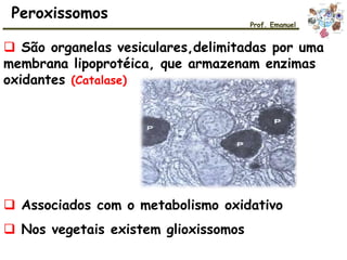 Peroxissomos
Prof. Emanuel
 Associados com o metabolismo oxidativo
 Nos vegetais existem glioxissomos
 São organelas vesiculares,delimitadas por uma
membrana lipoprotéica, que armazenam enzimas
oxidantes (Catalase)
 