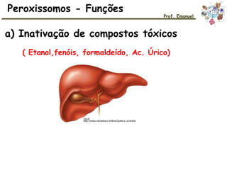 a) Inativação de compostos tóxicos
( Etanol,fenóis, formaldeído, Ac. Úrico)
Peroxissomos - Funções
Prof. Emanuel
 