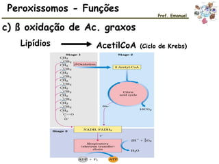 c) ß oxidação de Ac. graxos
Lipídios AcetilCoA (Ciclo de Krebs)
Peroxissomos - Funções
Prof. Emanuel
 