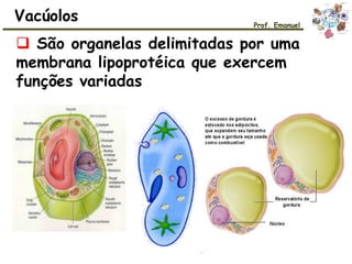  São organelas delimitadas por uma
membrana lipoprotéica que exercem
funções variadas
Vacúolos Prof. Emanuel
 
