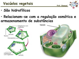 • São hidrofílicos
• Relacionam-se com a regulação osmótica e
armazenamento de substâncias
Vacúolos vegetais Prof. Emanuel
 