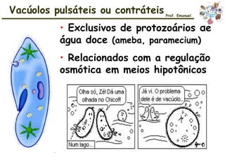 • Exclusivos de protozoários de
água doce (ameba, paramecium)
• Relacionados com a regulação
osmótica em meios hipotônicos
Vacúolos pulsáteis ou contráteis Prof. Emanuel
 