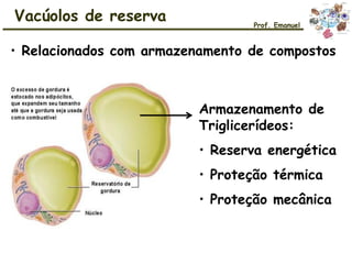 Vacúolos de reserva
• Relacionados com armazenamento de compostos
Prof. Emanuel
Armazenamento de
Triglicerídeos:
• Reserva energética
• Proteção térmica
• Proteção mecânica
 