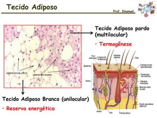 Tecido Adiposo Prof. Emanuel
Tecido Adiposo pardo
(multilocular)
• Termogênese
Tecido Adiposo Branco (unilocular)
• Reserva energética
 