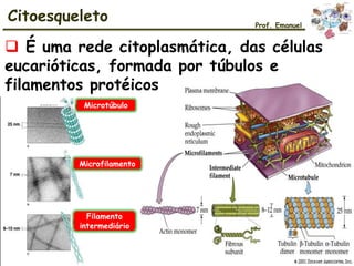 Citoesqueleto Prof. Emanuel
 É uma rede citoplasmática, das células
eucarióticas, formada por túbulos e
filamentos protéicos
Microtúbulo
Microfilamento
Filamento
intermediário
 