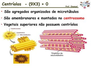 • São agregados organizados de microtúbulos
• São amembranares e montados no centrossomo
• Vegetais superiores não possuem centríolos
Centríolos - (9X3) + 0 Prof. Emanuel
 