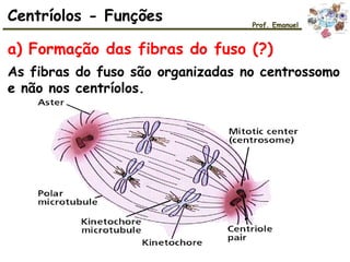 Centríolos - Funções Prof. Emanuel
As fibras do fuso são organizadas no centrossomo
e não nos centríolos.
a) Formação das fibras do fuso (?)
 
