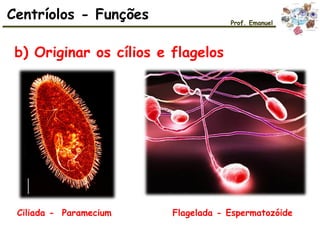 b) Originar os cílios e flagelos
Centríolos - Funções Prof. Emanuel
Ciliada - Paramecium Flagelada - Espermatozóide
 