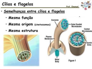 Cílios e flagelos Prof. Emanuel
• Semelhanças entre cílios e flagelos
• Mesma função
• Mesma origem (cinetossomos)
• Mesma estrutura
 