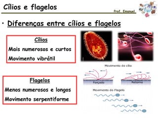 • Diferenças entre cílios e flagelos
Cílios
Mais numerosos e curtos
Movimento vibrátil
Flagelos
Menos numerosos e longos
Movimento serpentiforme
Cílios e flagelos Prof. Emanuel
 