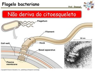 Flagelo bacteriano Prof. Emanuel
Não deriva do citoesqueleto
 