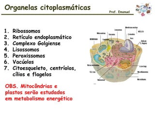 Organelas citoplasmáticas Prof. Emanuel
1. Ribossomos
2. Retículo endoplasmático
3. Complexo Golgiense
4. Lisossomos
5. Peroxissomos
6. Vacúolos
7. Citoesqueleto, centríolos,
cílios e flagelos
OBS. Mitocôndrias e
plastos serão estudados
em metabolismo energético
 