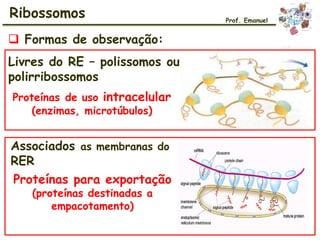  Formas de observação:
Livres do RE – polissomos ou
polirribossomos
Associados as membranas do
RER
Proteínas de uso intracelular
(enzimas, microtúbulos)
Proteínas para exportação
(proteínas destinadas a
empacotamento)
Ribossomos Prof. Emanuel
 