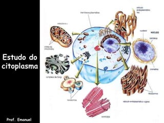 Estudo do
citoplasma
Prof. Emanuel
 