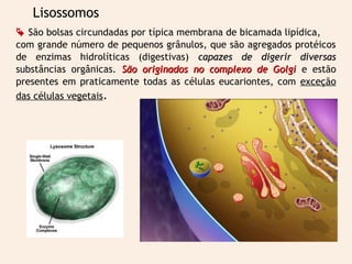 Lisossomos
 São bolsas circundadas por típica membrana de bicamada lipídica,
com grande número de pequenos grânulos, que são agregados protéicos
de enzimas hidrolíticas (digestivas) capazes de digerir diversascapazes de digerir diversas
substâncias orgânicas. São originados no complexo de GolgiSão originados no complexo de Golgi e estão
presentes em praticamente todas as células eucariontes, com exceção
das células vegetais.
 