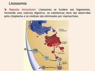 Lisossomos
 Digestão intracelular: Lisossomos se fundem aos fagossomos,
formando uma vesícula digestiva. As substâncias úteis são absorvidas
pelo citoplasma e os resíduos são eliminados por clasmocitose.
 