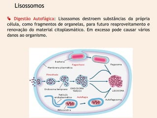 Lisossomos
 Digestão Autofágica: Lisossomos destroem substâncias da própria
célula, como fragmentos de organelas, para futuro reaproveitamento e
renovação do material citoplasmático. Em excesso pode causar vários
danos ao organismo.
 