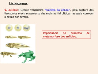 Lisossomos
 Autólise: Ocorre verdadeiro “suicídio da célula”, pela ruptura dos
lisossomos e extravasamento das enzimas hidrolíticas, as quais corroem
a célula por dentro.
Importância no processo de
metamorfose dos anfíbios.
 