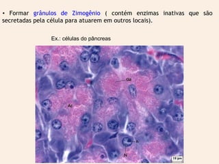 • Formar grânulos de Zimogênio ( contém enzimas inativas que são
secretadas pela célula para atuarem em outros locais).
Ex.: células do pâncreas
 
