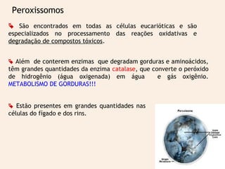 Peroxissomos
 São encontrados em todas as células eucarióticas e são
especializados no processamento das reações oxidativas e
degradação de compostos tóxicos.
 Além de conterem enzimas que degradam gorduras e aminoácidos,
têm grandes quantidades da enzima catalase, que converte o peróxido
de hidrogênio (água oxigenada) em água e gás oxigênio.
METABOLISMO DE GORDURAS!!!
 Estão presentes em grandes quantidades nas
células do fígado e dos rins.
 