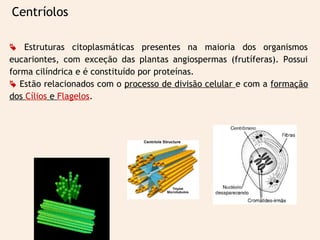 Centríolos
 Estruturas citoplasmáticas presentes na maioria dos organismos
eucariontes, com exceção das plantas angiospermas (frutíferas). Possui
forma cilíndrica e é constituído por proteínas.
 Estão relacionados com o processo de divisão celular e com a formação
dos Cílios e Flagelos.
 
