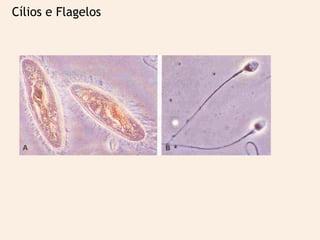 Cílios e Flagelos
 