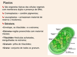 Plastos
 São organelas típicas das células vegetais
com membrana dupla e presença de DNA;
 Cromoplastos = contêm pigmentos;
 Leucoplastos = armazenam material de
reserva ( incolores);
 Estrutura:
•Envelope, os tilacóides e o estroma;
•Estroma=região preenchida com material
viscoso;
•Tilacóides=Vesículas achatadas,
mergulhadas no estroma;
•Granum= pilha de tilacóides;
•Grana= conjunto de todos os granum.
 