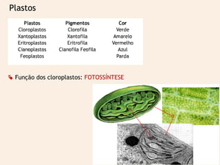 Plastos
 Função dos cloroplastos: FOTOSSÍNTESE
 