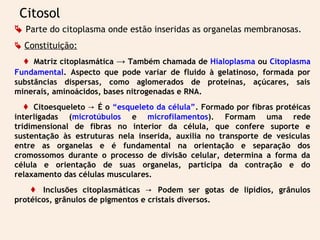 Citosol
 Parte do citoplasma onde estão inseridas as organelas membranosas.
 Constituição:
 Matriz citoplasmática → Também chamada de Hialoplasma ou Citoplasma
Fundamental. Aspecto que pode variar de fluido à gelatinoso, formada por
substâncias dispersas, como aglomerados de proteínas, açúcares, sais
minerais, aminoácidos, bases nitrogenadas e RNA.
 Citoesqueleto → É o “esqueleto da célula”. Formado por fibras protéicas
interligadas (microtúbulos e microfilamentos). Formam uma rede
tridimensional de fibras no interior da célula, que confere suporte e
sustentação às estruturas nela inserida, auxilia no transporte de vesículas
entre as organelas e é fundamental na orientação e separação dos
cromossomos durante o processo de divisão celular, determina a forma da
célula e orientação de suas organelas, participa da contração e do
relaxamento das células musculares.
 Inclusões citoplasmáticas → Podem ser gotas de lipídios, grânulos
protéicos, grânulos de pigmentos e cristais diversos.
 