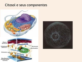 Citosol e seus componentes
 