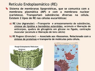  Sistema de membranas lipoprotéicas, que se comunica com a
membrana plasmática (MP) e com a membrana nuclear
(carioteca). Transportam substâncias diversas na célula.
Existem 2 tipos de RE nas células eucarióticas:
Retículo Endoplasmático (RE)
a) RE Liso (Agranular)RE Liso (Agranular) →→Transporte e armazenamento de substâncias,
síntese de lipídios e hormônios esteróides, acúmulo e liberação de
anticorpos, quebra de glicogênio em glicose no fígado, contração
muscular (acúmulo e liberação de íons cálcio)
b) RE Rugoso (Granular) →→ Associado aos ribossomos. Relacionado com aAssociado aos ribossomos. Relacionado com a
síntese de proteínas e transporte de moléculas pela célula.e transporte de moléculas pela célula.
 