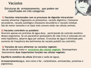 Estruturas de armazenamento, que podem serEstruturas de armazenamento, que podem ser
classificados em três categorias:classificados em três categorias:
Vacúolos
1) Vacúolos relacionados com os processos de digestão intracelular:
vacúolo alimentar (fagossomo ou pinossomo), vacúolo digestivo ( lisossomo
secundário), vacúolo autofágico (lisossomo secundário) e vacúolo residual.
São de menor tamanho e os tipos mais comuns estão nas células animais.
2) Vacúolos contráteis ou pulsáteis:
Ocorrem apenas em protistas de água doce, participando do controle osmótico
desses organismos. Se um paramécio (protozoário de vida livre) é colocado em um
meio hipotônico, absorve água por osmose. O excesso de água é eliminado pelo
aumento de frequência dos batimentos do vacúolo pulsátil (ou contrátil).
3) Vacúolos de suco alimentar ou vacúolos vegetais:
São de tamanho maior e exclusivos das células vegetais. Desempenham
basicamente duas importantes funções nas células vegetais:
Equilíbrio osmótico da célula (Entrada e saída de água);
Armazenamento(água, íons como o Na+
, carboidratos, aminoácidos, proteínas e
pigmentos).
vacúolosvacúolos
 