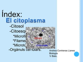 Índex:
-Citosol
-Citoesquelet
*Microfilaments
*Filaments intermediaris
*Microtúbuls
-Orgànuls cel·lulars.
Andrea Contreras Lianes
Biología
1r Batx.

 