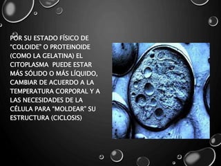 POR SU ESTADO FÍSICO DE
“COLOIDE” O PROTEINOIDE
(COMO LA GELATINA) EL
CITOPLASMA PUEDE ESTAR
MÁS SÓLIDO O MÁS LÍQUIDO,
CAMBIAR DE ACUERDO A LA
TEMPERATURA CORPORAL Y A
LAS NECESIDADES DE LA
CÉLULA PARA “MOLDEAR” SU
ESTRUCTURA (CICLOSIS)
 