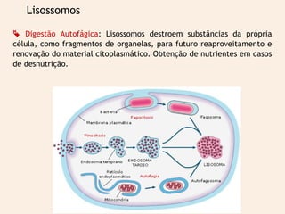 Lisossomos 
 Digestão Autofágica: Lisossomos destroem substâncias da própria 
célula, como fragmentos de organelas, para futuro reaproveitamento e 
renovação do material citoplasmático. Obtenção de nutrientes em casos 
de desnutrição. 
 